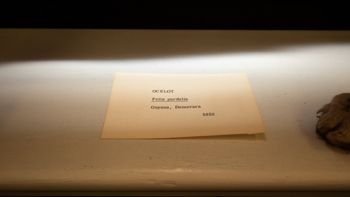 Media type: image;   Mammalogy 5858 Description: Label for ocelot mounted skin.;